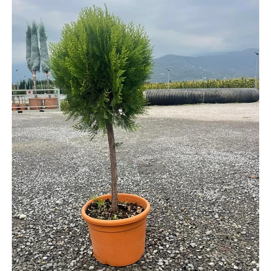 Aranylombú keleti tuja THUJA ORIENTALIS COMPACTA AUREA NANA T50 K15