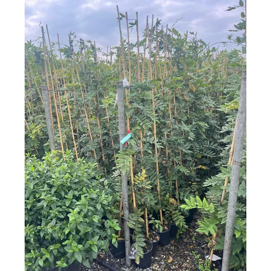 Japán lilaakác WISTERIA FLORIBUNDA 170/+ K3