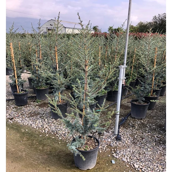 Atlasz cédrus   CEDRUS ATLANTICA GLAUCA 120/140 K18