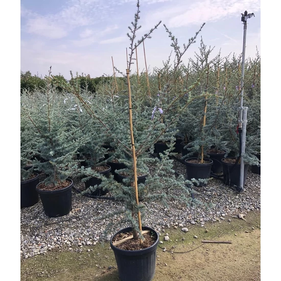 Atlasz cédrus   CEDRUS ATLANTICA GLAUCA 150/175 K20