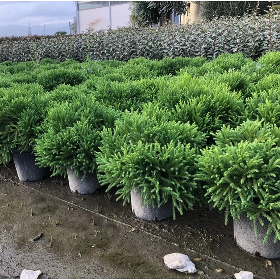 Törpe japán szugifenyő  CRYPTOMERIA JAPONICA GLOBOSA NANA 40/+ K10