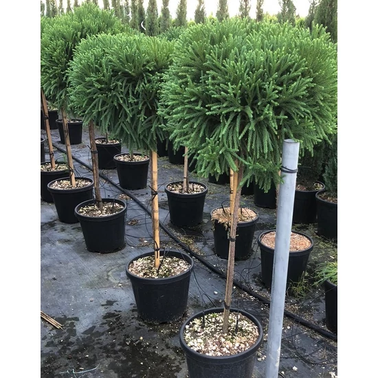 Törpe japán szugifenyő CRYPTOMERIA JAPONICA GLOBOSA NANA T80 K18