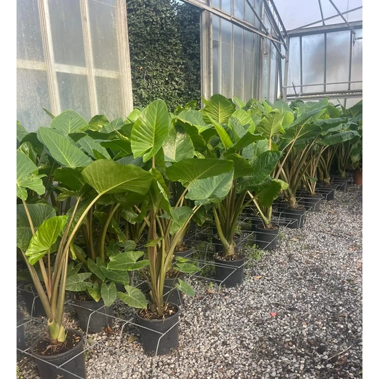 Alokázia, elefántfül ALOCASIA MACRORRHIZA K9