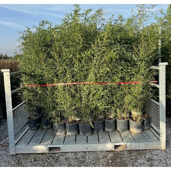 Zöld szárú sövénybambusz PHYLLOSTACHYS BISSETII 150/175 K9 