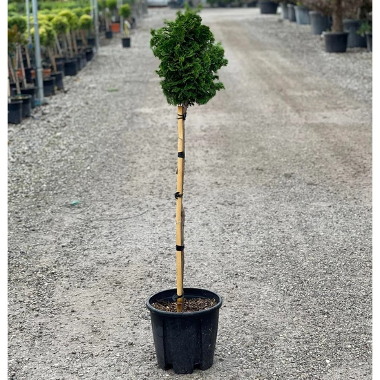 Hinoki hamisciprus   CHAMAECYPARIS OBTUSA NANA GRACILIS T1/2 K9