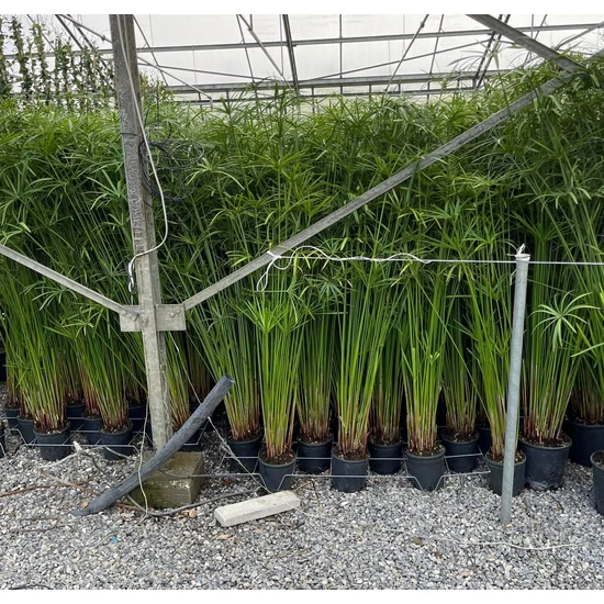 Papirusz-sás CYPERUS PAPYRUS 100/150 K3 