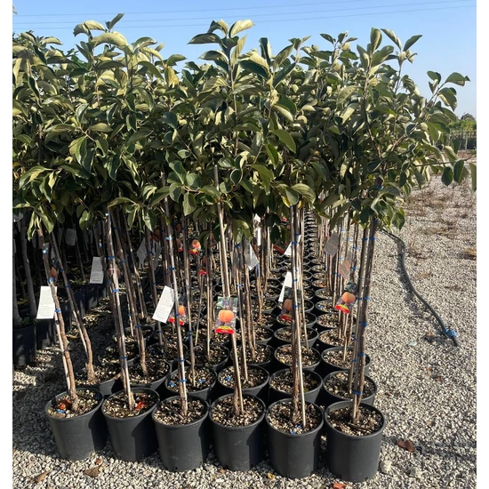 Datolyaszilva Diospyros kaki
