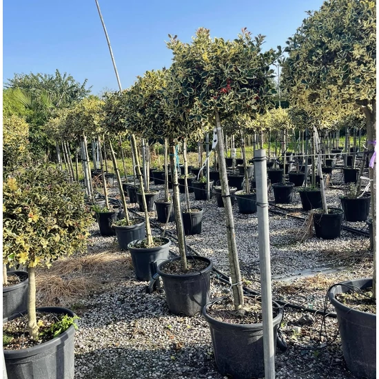 Közönséges magyal  ILEX AQUIFOLIUM ARGENTEOMARGINATA T1/2 50/60 K25