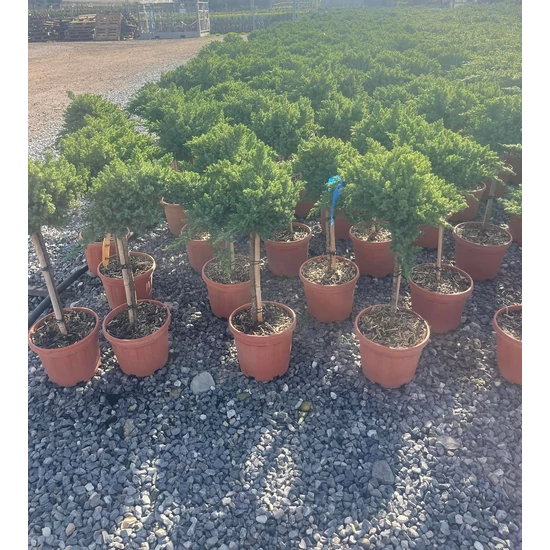 Japán törpeboróka   JUNIPERUS T1/4 K5
