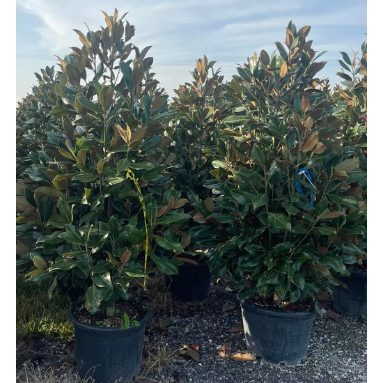 Örökzöld liliomfa   MAGNOLIA GRANDIFLORA GALLISONIENSIS 175/200 K30-50