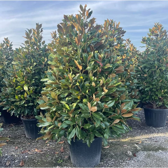 Örökzöld liliomfa   MAGNOLIA GRANDIFLORA GALLISONIENSIS KÚP 200/250 K