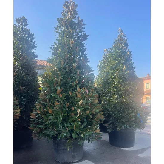 Örökzöld liliomfa   MAGNOLIA GRANDIFLORA GALLISONIENSIS KÚP 400/450 K
