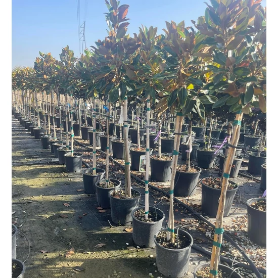 Örökzöld törpe liliomfa  MAGNOLIA GRANDIFLORA LITTLE GEM T1/4 K9