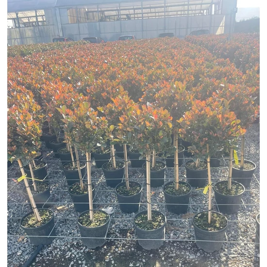 Örökzöld korallberkenye  PHOTINIA FRASERI LITTLE RED ROBIN T1/4 K7