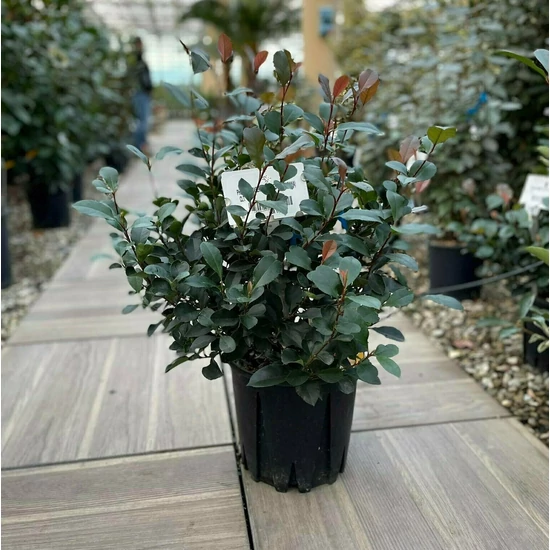 Örökzöld korallberkenye PHOTINIA FRASERI LITTLE RED ROBIN GÖMB K5