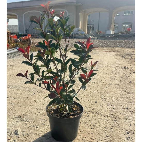 Örökzöld korallberkenye  PHOTINIA FRASERI COMPACTA K3