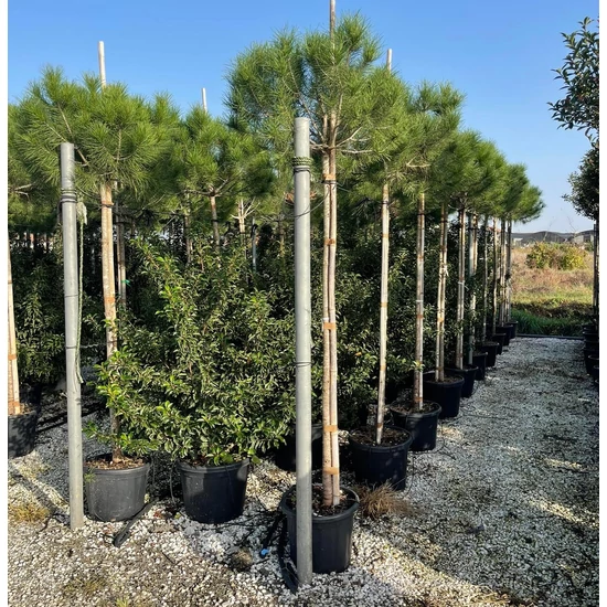 Mandulafenyő    PINUS PINEA T200 12/14 K50