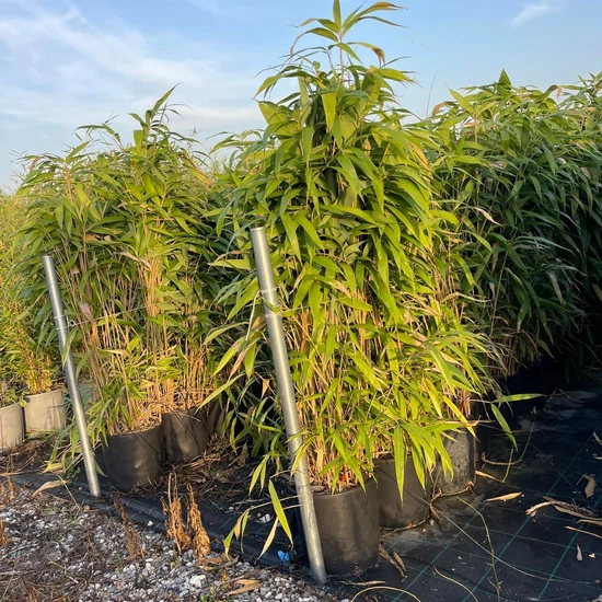 Japán nyílbambusz   PSEUDOSASA JAPONICA 110/130 K15