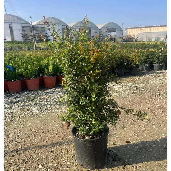 Gránátalma PUNICA GRANATUM  K3