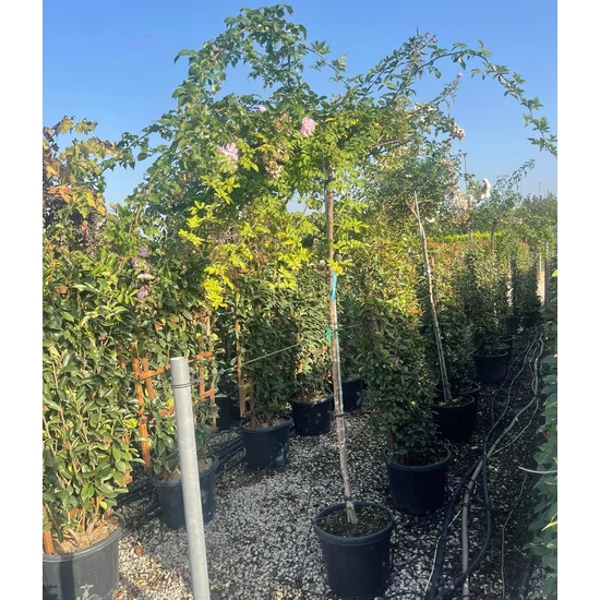 Rózsa ROSA T170 ESERNYŐ FORMA K30