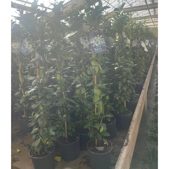 Csillag jázmin  TRACHELOSPERMUM JASMINOIDES 80/100 K2