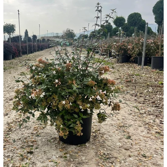 Nagyvirágú tárnicslonc  ABELIA GRANDIFLORA 40/60 K10