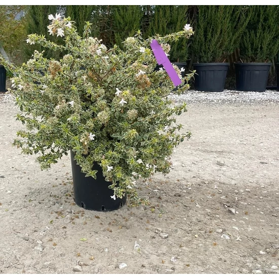 Nagyvirágú tárnicslonc   ABELIA GRANDIFLORA SPARKLING SILVER 40/60 K10
