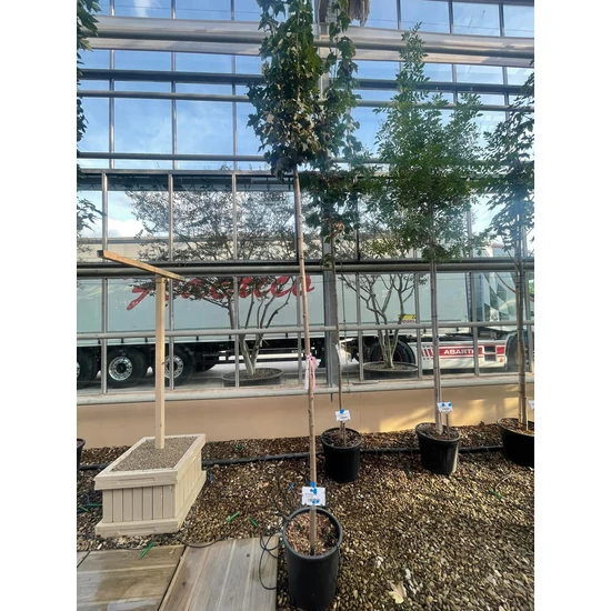 Gömbjuhar    ACER PLATANOIDES GLOBOSUM T200 6/8 K18