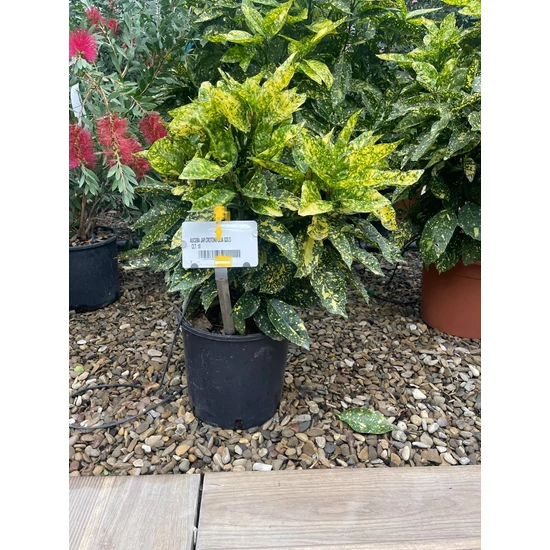 Márványos babérsom AUCUBA JAPONICA CROTONIFOLIA GOLD 60/80 K10