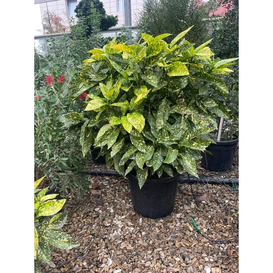 Márványos babérsom AUCUBA JAPONICA CROTONIFOLIA GOLD 100/+ K35