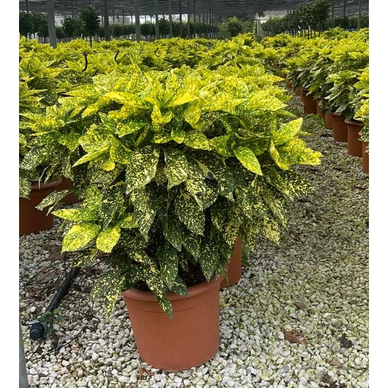 Márványos babérsom AUCUBA JAPONICA CROTONIFOLIA GOLD 80/100 K15