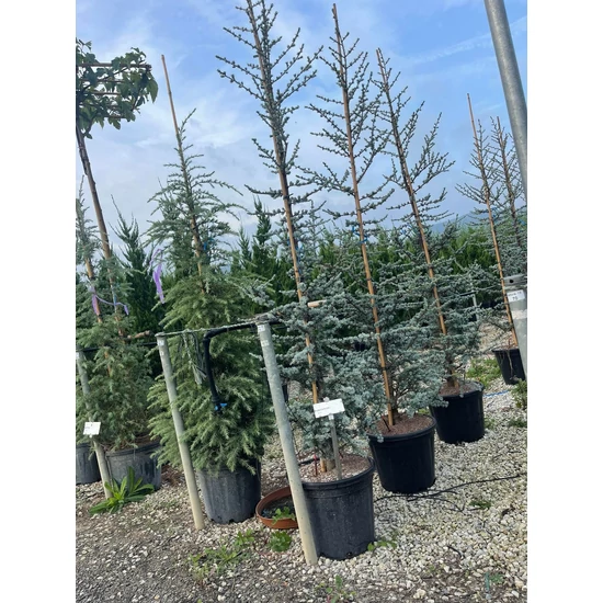 Kék atlasz cédrus CEDRUS ATLANTICA GLAUCA 200/250 K30