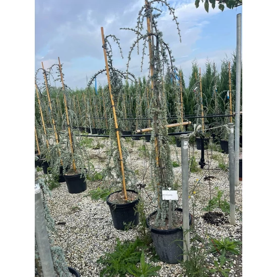 Kék csüngő atlasz cédrus CEDRUS ATLANTICA GLAUCA PENDULA 175/200 K30