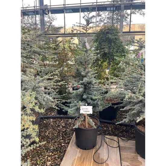 Atlasz cédrus   CEDRUS ATLANTICA SILBERSPITZ 80/100 K18