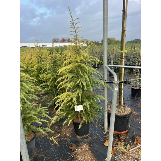 Sárga himalájai cédrus  CEDRUS DEODARA AUREA 125/150 K18