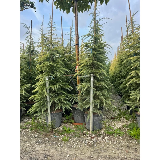 Sárga himalájai cédrus  CEDRUS DEODARA AUREA 200/250 K30