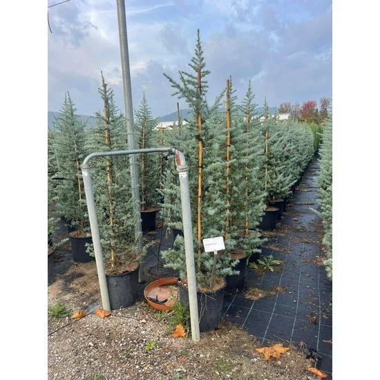 Kék himalájai cédrus CEDRUS DEODARA BUSH ELECTRA 125/150 K18