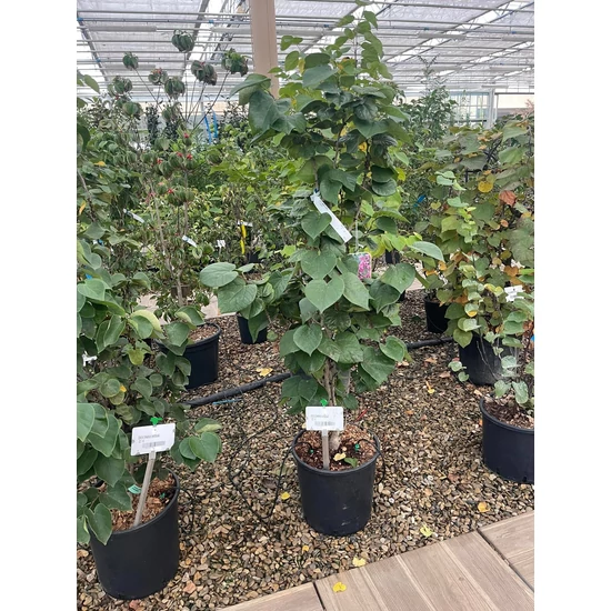 Kínai júdásfa   CERCIS CHINENSIS AVONDALE 80/100 K18