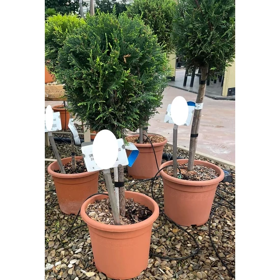 Arany lombú leyland ciprus CUPRESSOCYPARIS LEYLANDII CASTLEWELLAN GOLD T1/4 K9