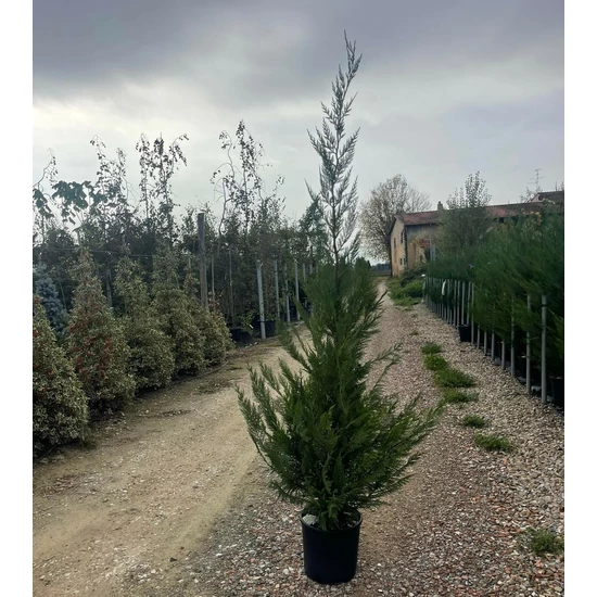 Leyland ciprus CUPRESSOCYPARIS LEYLANDII 175/200 K15