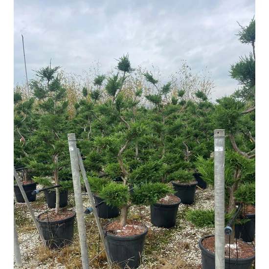 Leyland ciprus CUPRESSOCYPARIS LEYLANDII BONSAI K55