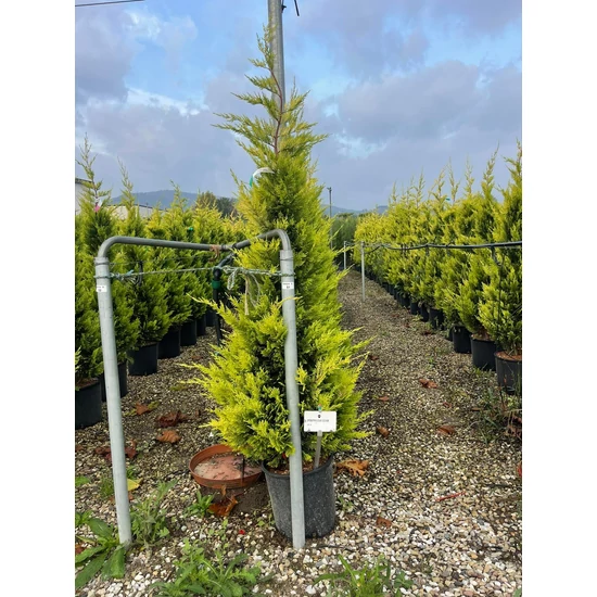 Arany lombú leyland ciprus CUPRESSOCYPARIS LEYLANDII GOLD RIDER 175/200 K18