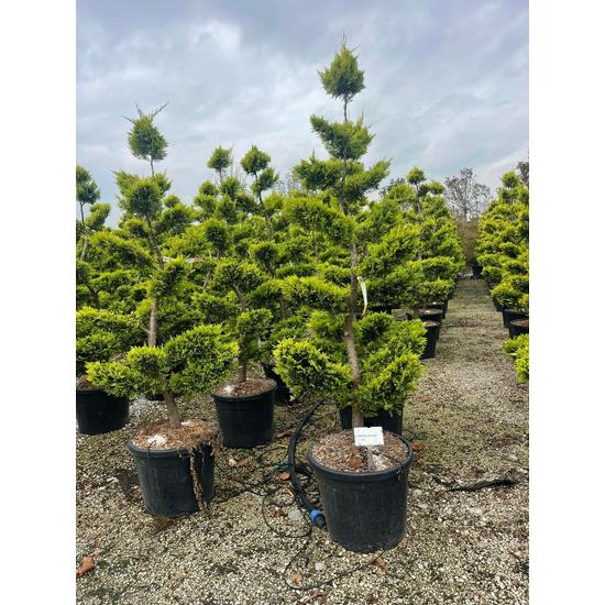 Arany lombú leyland ciprus CUPRESSOCYPARIS LEYLANDII GOLD RIDER BONSAI K55