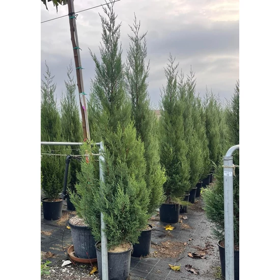 Leyland ciprus   CUPRESSOCYPARIS LEYLANDII PYRAMIDALIS 175/200 K18