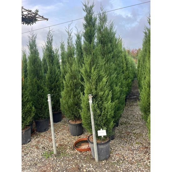 Leyland ciprus   CUPRESSOCYPARIS LEYLANDII PYRAMIDALIS 200/250 K25