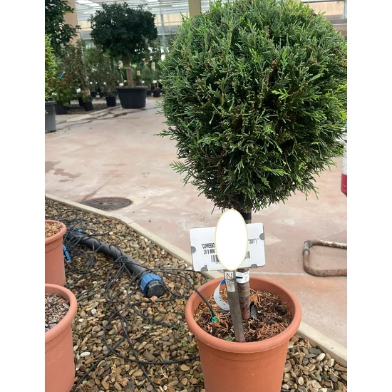 Leyland ciprus   CUPRESSOCYPARIS LEYLANDII PYRAMIDALIS T1/4 K9