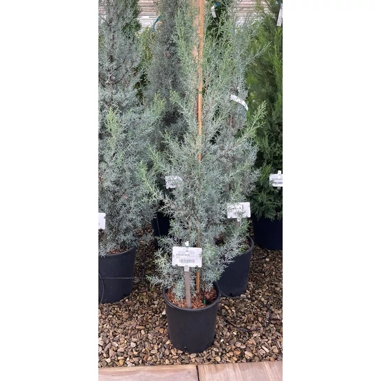 Oszlopos, kék arizóniai ciprus CUPRESSUS ARIZONICA FASTIGIATA 100/125 K10