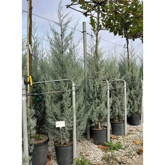 Oszlopos, kék arizóniai ciprus CUPRESSUS ARIZONICA FASTIGIATA 175/200 K18