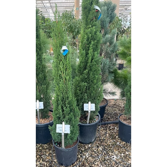 Európai ciprus  CUPRESSUS SEMPERVIRENS TOTEM 100/125 K12