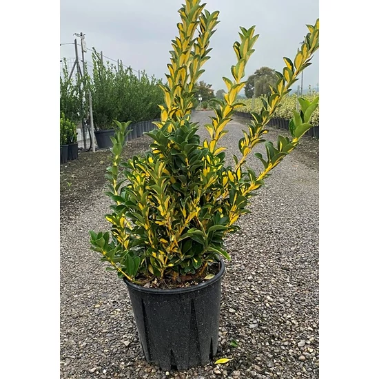 Japán kecskerágó  EUONYMUS JAPONICUS AUREOPICTUS 40/60 K5